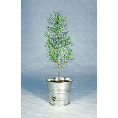 Arbre en pot zinc